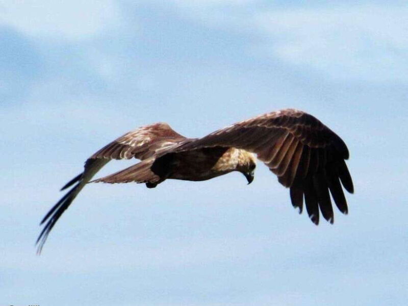 From Negombo: 2-Day Tour to Arugam Bay with Yala Safari - Good To Know