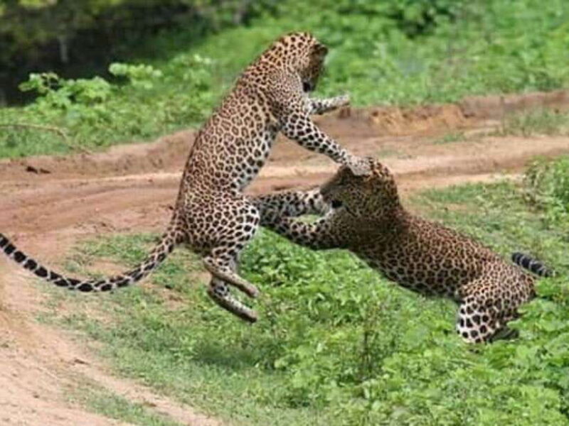 From Negombo: 2-Day Tour to Arugam Bay with Yala Safari - Who Will Enjoy This Tour?