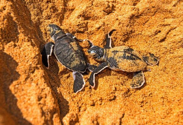 From Negombo: Bentota Full-Day Tour - Glorious Views at Lunuganga