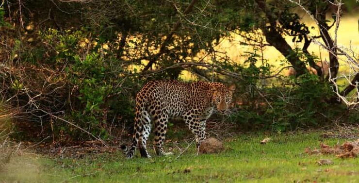 From Negombo: Full Day Wilpattu National Park Safari + Meals - Itinerary Details