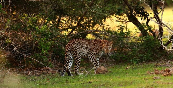 From Negombo: Full Day Wilpattu National Park Safari + Meals - Wildlife Experience