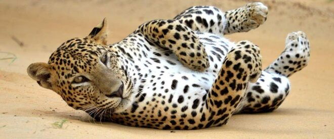 From Negombo: Full Day Wilpattu National Park Safari + Meals - Nearby Attractions