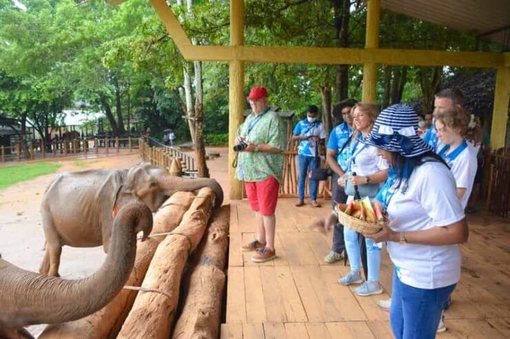 From Negombo: Kandy Transfer With Elephant Orphanage Visit - Pinnawala Elephant Orphanage