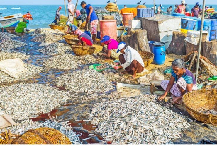 From Negombo: Lagoon Serenity: Dutch Canal Magic - Highlights