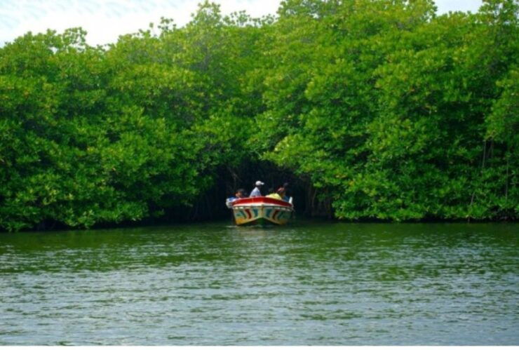 From Negombo: Madu River Safari & Turtle Hatchery Visit - Activity Details