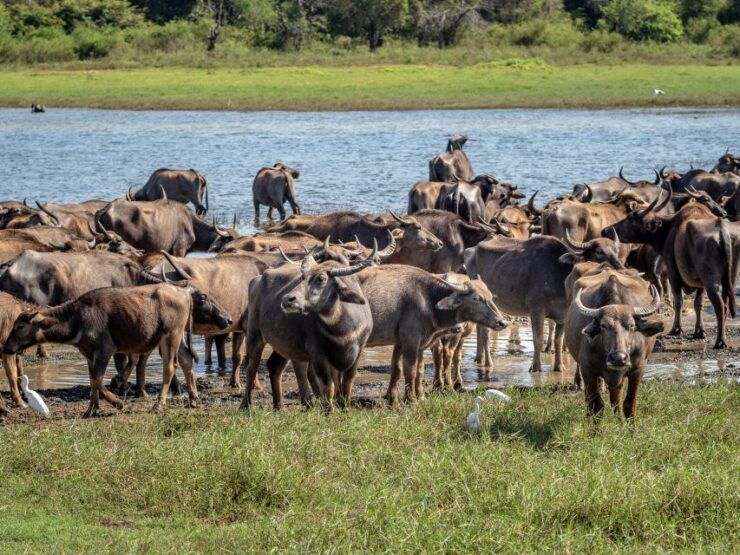 From Negombo: Minneriya National Park Safari Tour - Activity Details