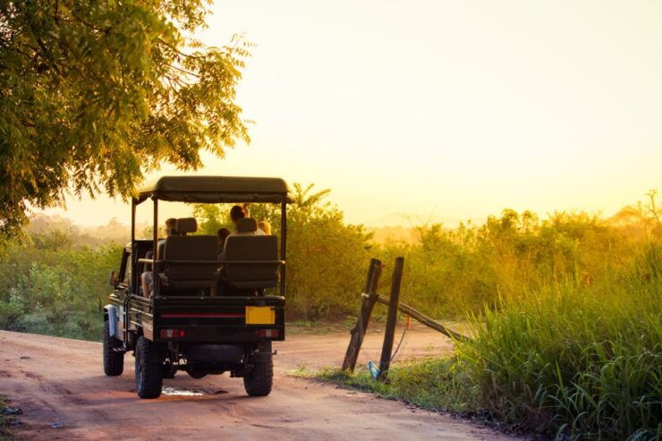 From Negombo: Minneriya National Park Safari Tour - Experience Highlights