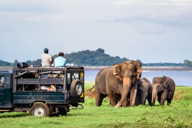 From Negombo: Minneriya National Park Safari Tour - Wildlife Sightings
