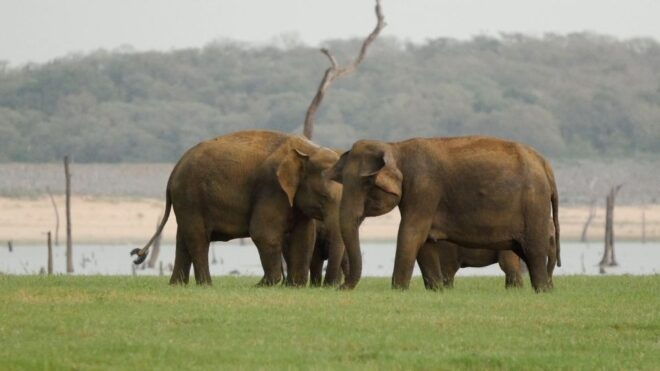From Negombo: Minneriya National Park Safari Tour - Transportation and Pick-up