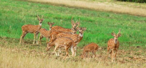From Negombo: Minneriya National Park Safari Tour - The Sum Up