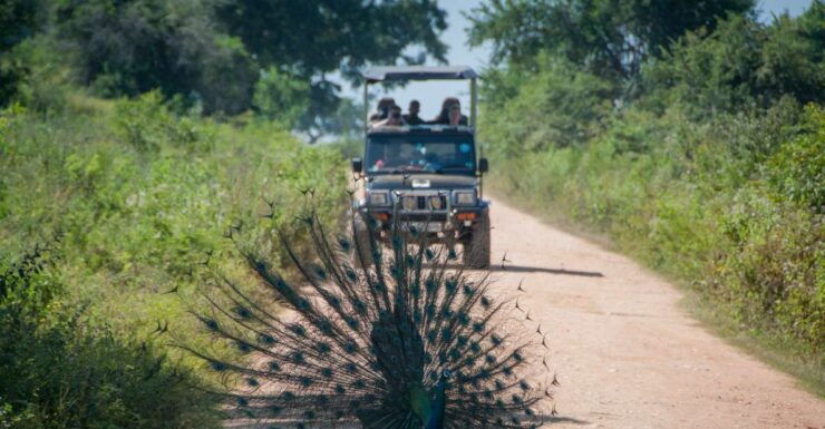 From Negombo: Udawalawa National Park Wildlife Safari - Safari Experience at Udawalawa National Park