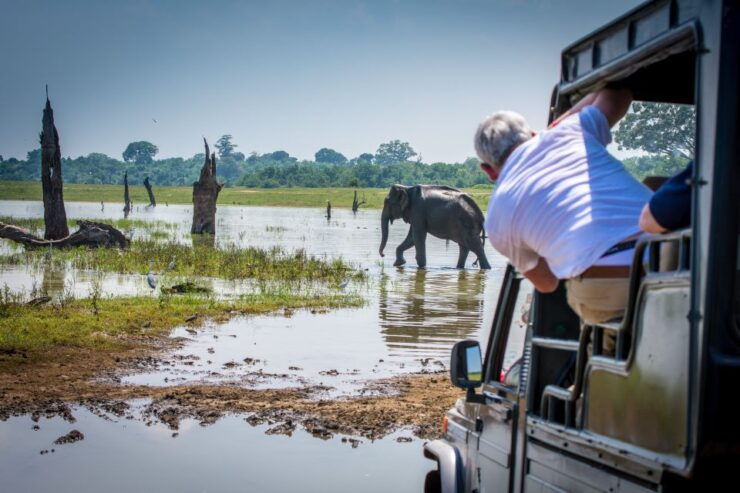 From Negombo: Udawalawa National Park Wildlife Safari - Wildlife Spotting Opportunities in Udawalawa