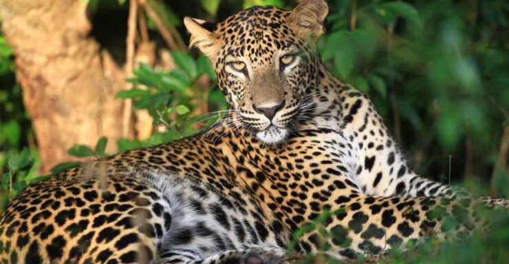 From Negombo: Wilpattu National Park Safari Tour - Booking Details