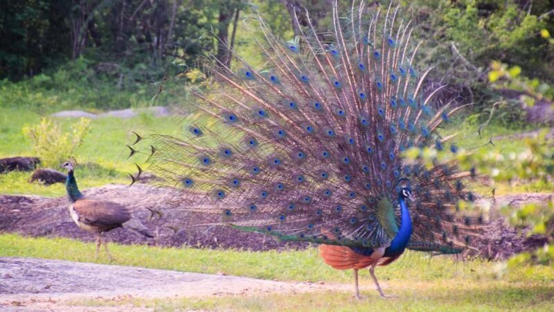 From Negombo: Wilpattu National Park Safari with Transfers - Why This Tour Stands Out