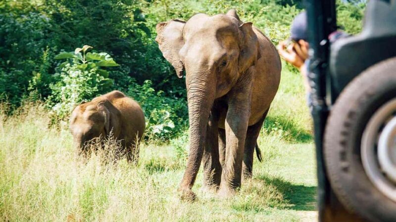 From Negombo: Wilpattu National Park Safari with Transfers - FAQ