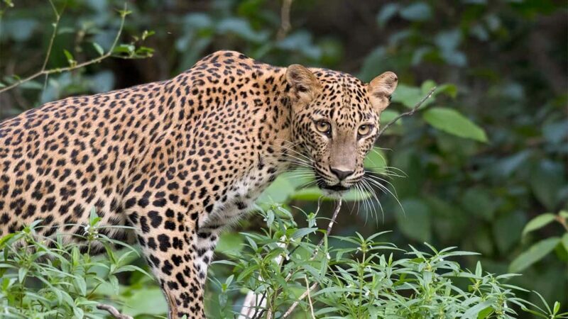 From Negombo: Wilpattu National Park Safari with Transfers - Who Will Love This Tour?