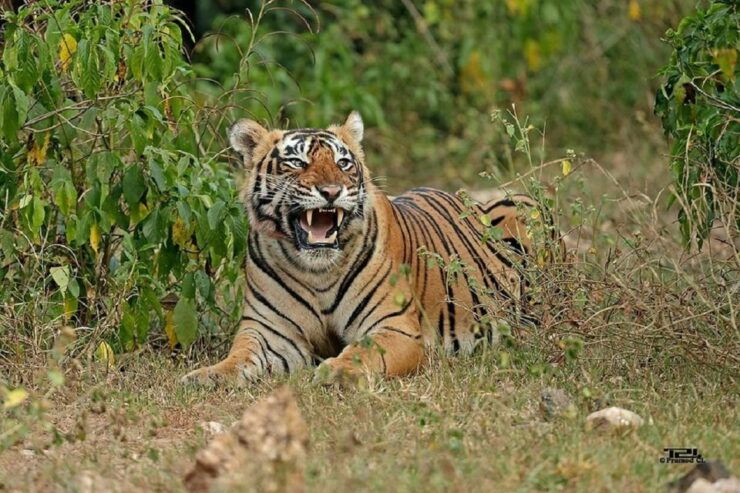 From New Delhi: 3-Day Sariska Tiger Reserve Private Tour - Frequently Asked Questions