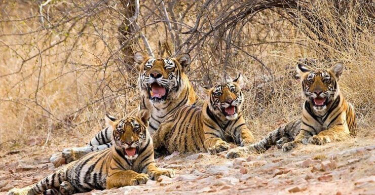 From New Delhi: 5-Day Golden Triangle Trip With Ranthambore - Good To Know