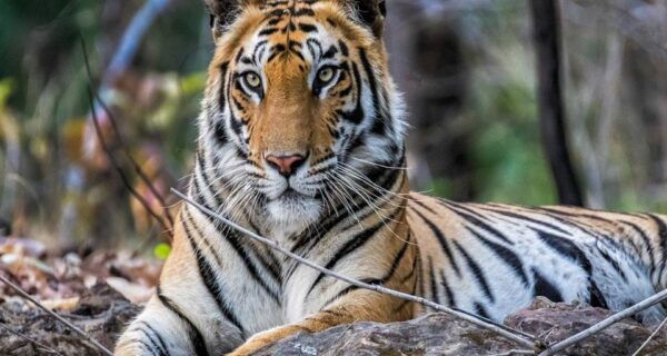 From New Delhi: 5-Day Golden Triangle Trip With Ranthambore - The Sum Up