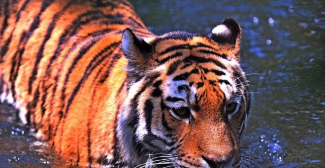 From New Delhi: 5-Day Tiger Safari & Golden Triangle Tour - Itinerary Details