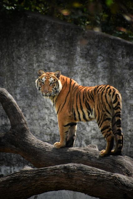 From New Delhi: 5-Day Tiger Safari & Golden Triangle Tour - Exclusions
