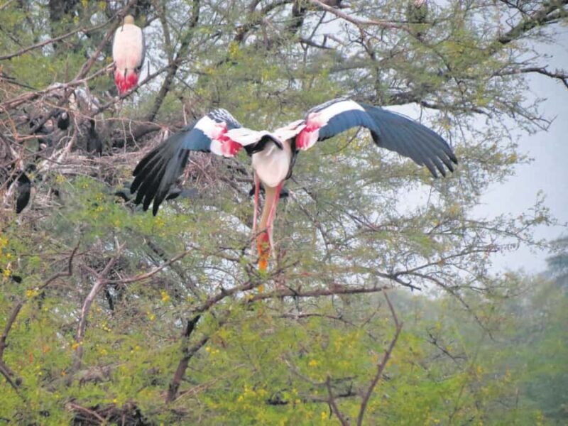 From New Delhi: Sultanpur National Park Day Tour by Car - A Detailed Look at the Sultanpur Bird Sanctuary Day Tour