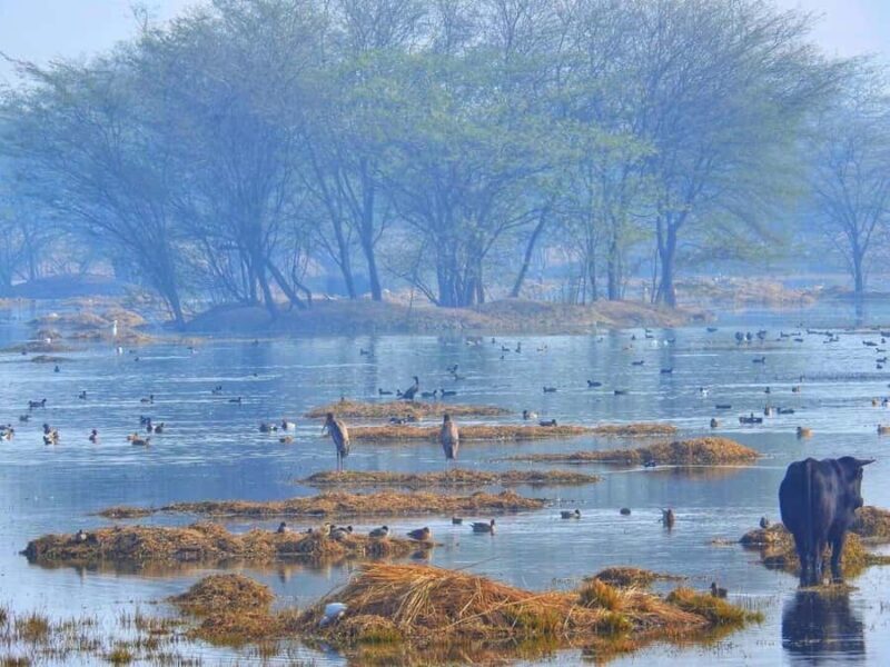 From New Delhi: Sultanpur National Park Day Tour by Car - FAQ