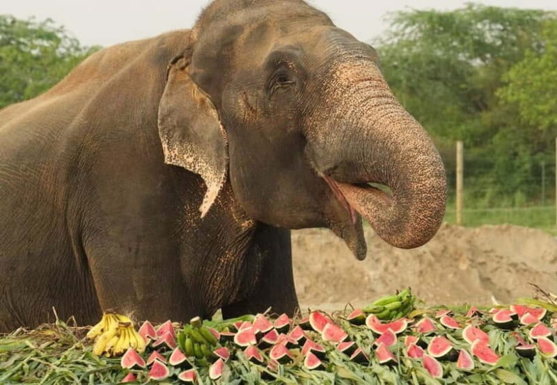 From New Delhi: Taj Mahal and Elephant Conservation Centre - FAQ