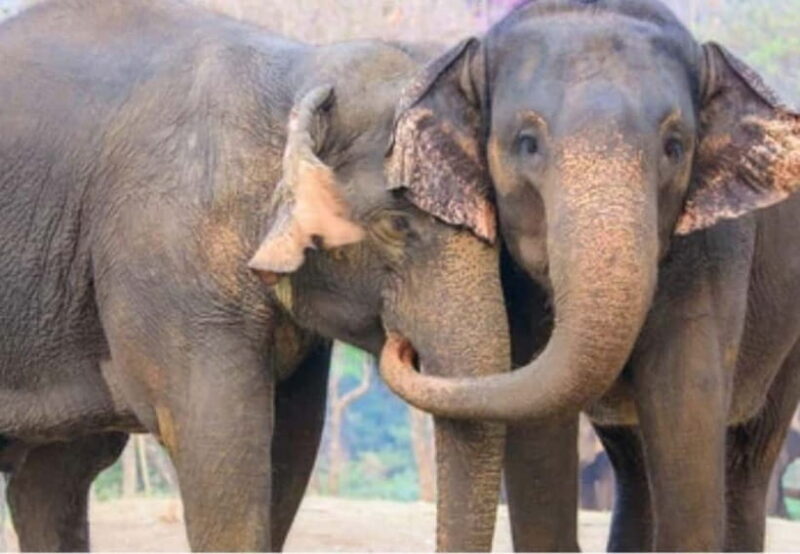 From New Delhi: Taj Mahal Sunrise Tour and Elephant Wildlife - Discover the Magic of the Taj Mahal and Elephant Conservation in One Day