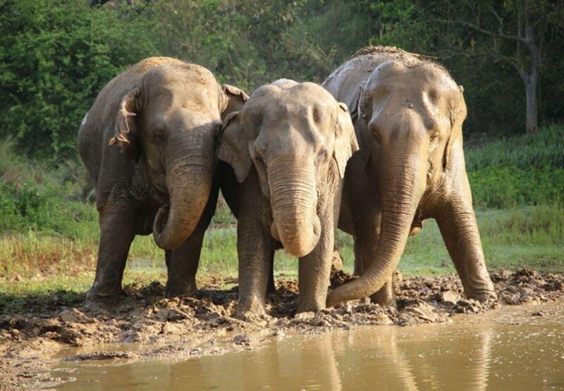 From New Delhi: Taj Mahal Sunrise Tour and Elephant Wildlife - Why This Tour Offers Great Value