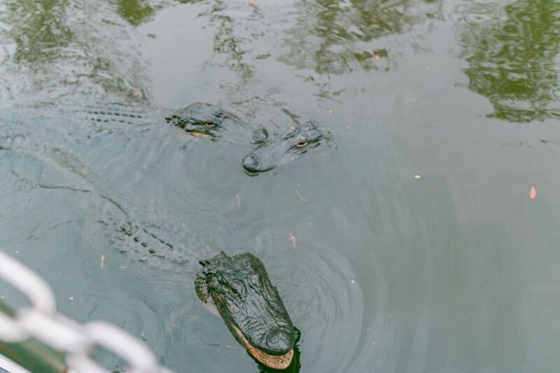From New Orleans: Swamp Airboat, 2 Plantation Tours & Lunch - Why This Tour Works Well for Travelers