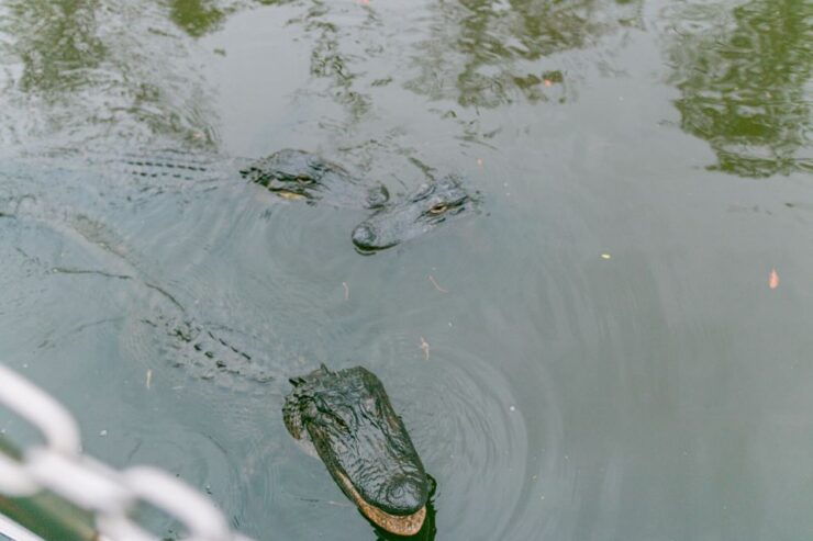 From New Orleans: Swamp Airboat, 2 Plantation Tours & Lunch - Swamp Airboat Ride