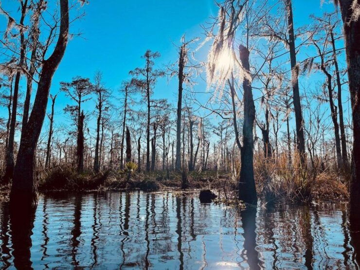 From New Orleans: Whitney Plantation & Kayak Tour Combo - Activity Details
