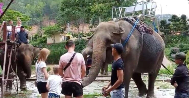 From Nha Trang: 1 Day Dalat Tour - Good To Know