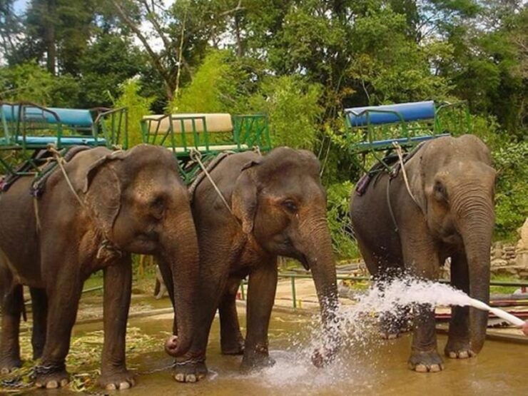 From Nha Trang: 1 Day Dalat Tour - Itinerary Highlights