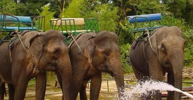 From Nha Trang: 1 Day Dalat Tour - Transportation Details