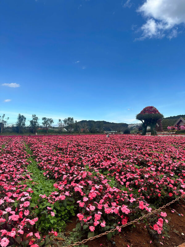 From Nha Trang: Da Lat, Mongo Land, Dalat Flower Highland Day Tour - Is this Da Lat day trip right for you?