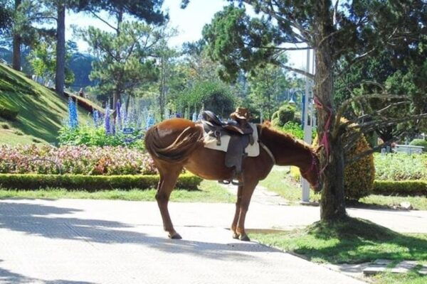 From Nha Trang: Day Trip to Dalat With Lunch - Common Questions