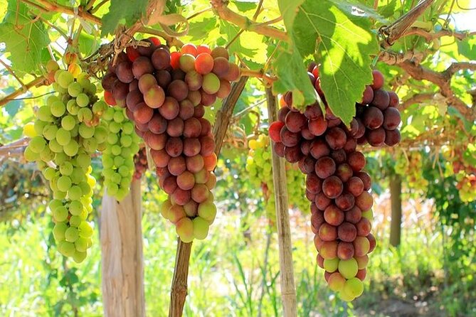 From Nha Trang: Discover Phan Rang Scenic Trip & Vinh Hy Bay - Additional Information
