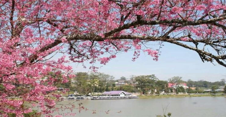 From Nha Trang: Top Site Luxury Da Lat City Trip - Experience Highlights in Da Lat