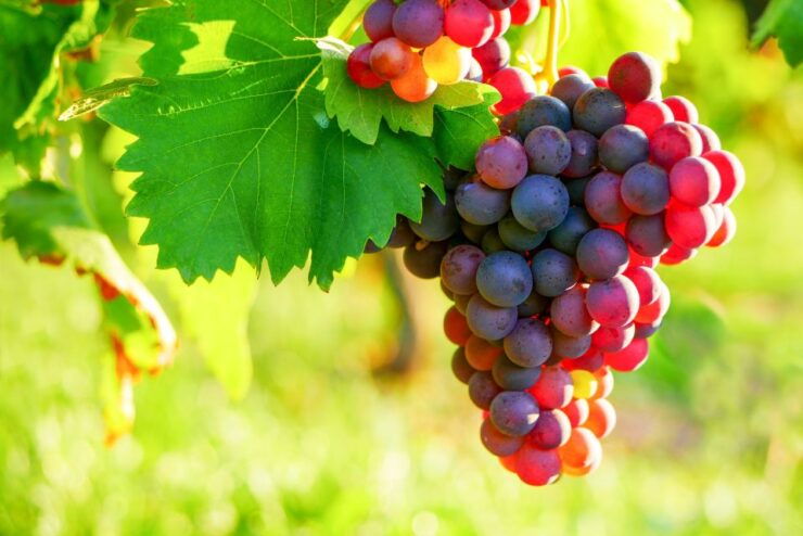 From Nice: Antibes & St Paul De Vence Tour With Wine Tasting - Free Cancellation & Flexible Booking Options