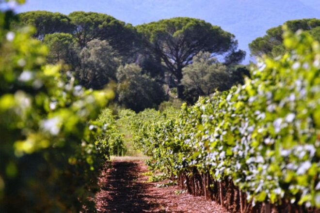 From Nice: Antibes & St Paul De Vence Tour With Wine Tasting - Exploring the Medieval Village of St-Paul-de-Vence