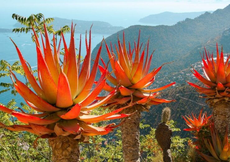 From Nice: Eze, Monaco, and Monte Carlo Half-Day Trip - Pickup and Transportation Options