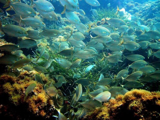 From Nice: French Riviera Swimming and Snorkeling Cruise - The Sum Up