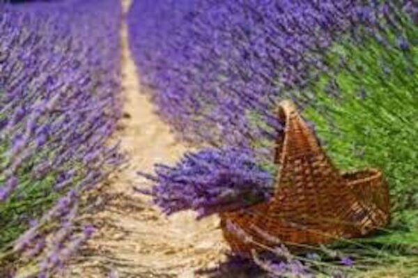 From Nice: Full-Day Provence and Lavender Tour - Itinerary