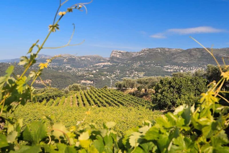From Nice: Half-Day Wine Tour in the Bellet Wine Region - The Practicalities: Price, Duration, and Details