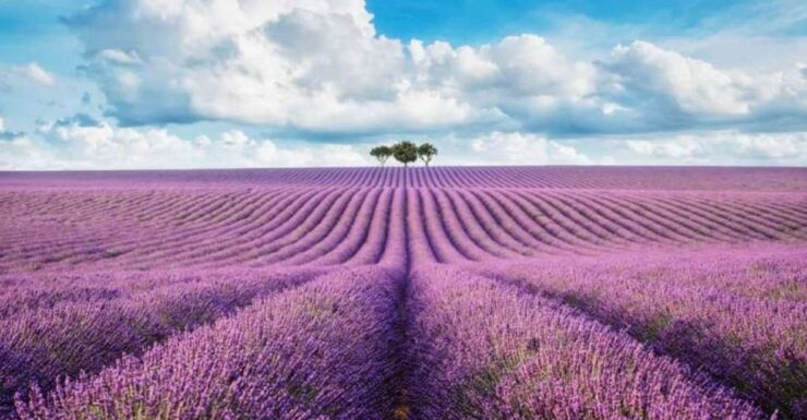 From Nice: Lavender Fields & Verdon Gorge Guided Day Tour - Tour Highlights