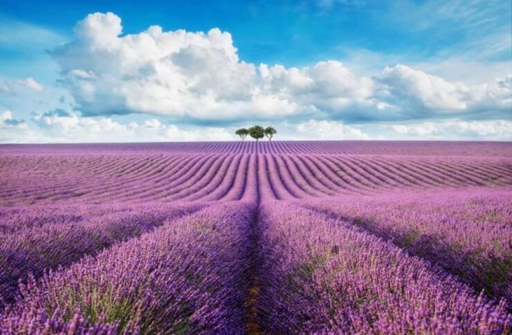 From Nice: Lavender Fields & Verdon Gorge Guided Day Tour - Village Visits