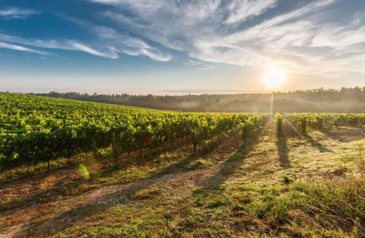 From Nice: Private Bellet Wine Tasting Day Trip - Activity Details
