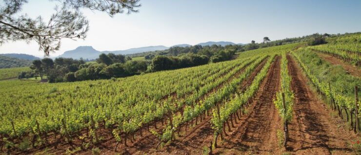 From Nice: Provence Wine Full-Day Tour - Activity Description